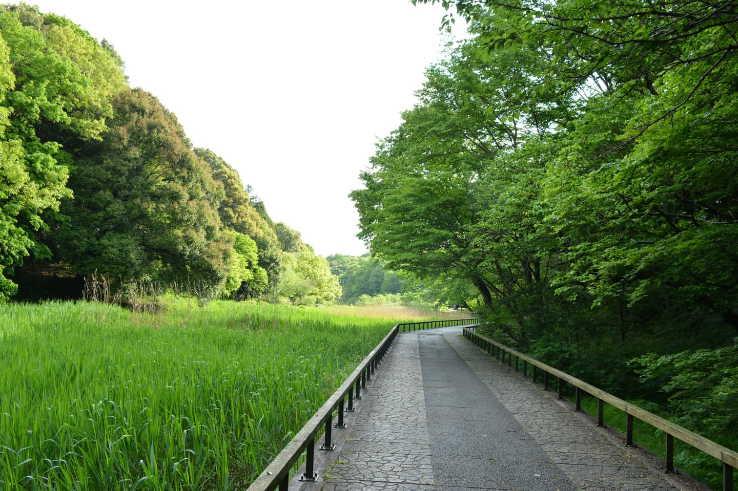 てくてく婚活ウォーキング 散歩 散策 アウトドアイベント 横浜 四季の森