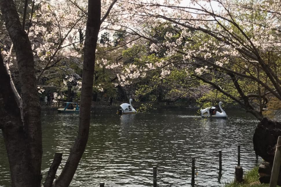 東京 井の頭公園 婚活パーティーウォーキング 散歩 散策 神奈川 出会い結婚