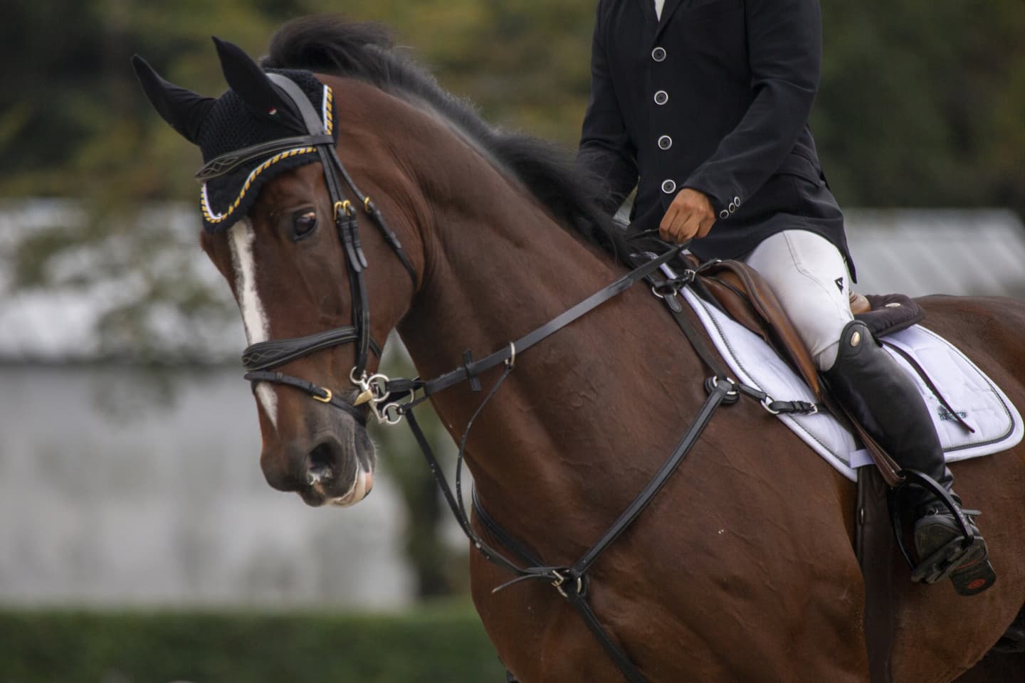 東京 JRA馬事公苑 世田谷区 婚活パーティーウォーキング 散歩 散策 神奈川県 出会い結婚