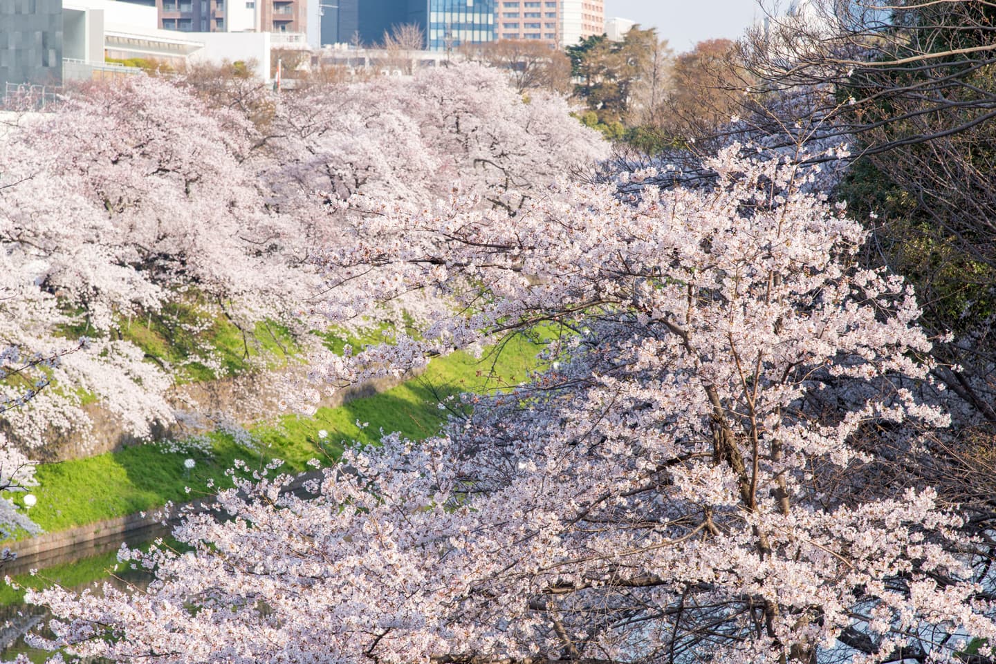 てくてく婚活ウォーキング 皇居 東御苑 北の丸公園 千鳥ヶ淵